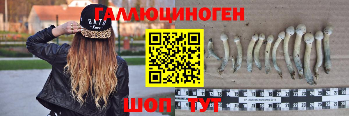 Псилоцибиновые грибы мицелий Дедовск